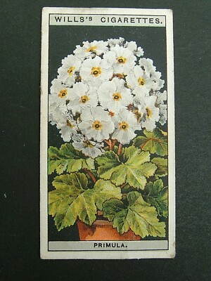 Wills - Blumenkultur in Töpfen (1925) - # 40 Primel