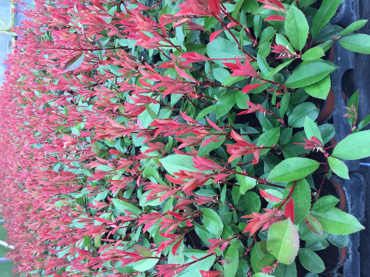 photinia haie Photinia x fraseri 'Carré Rouge'