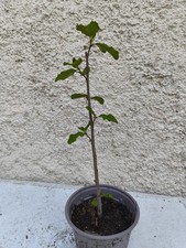Plant Aulne