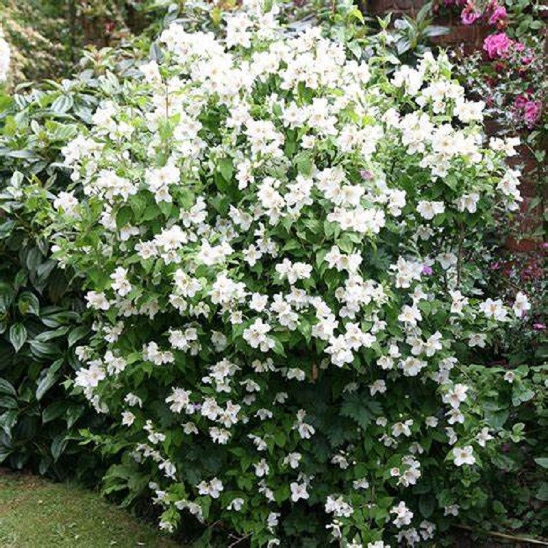 10 Western Mock Orange Tree Seeds