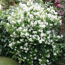 10 Western Mock Orange Tree Seeds