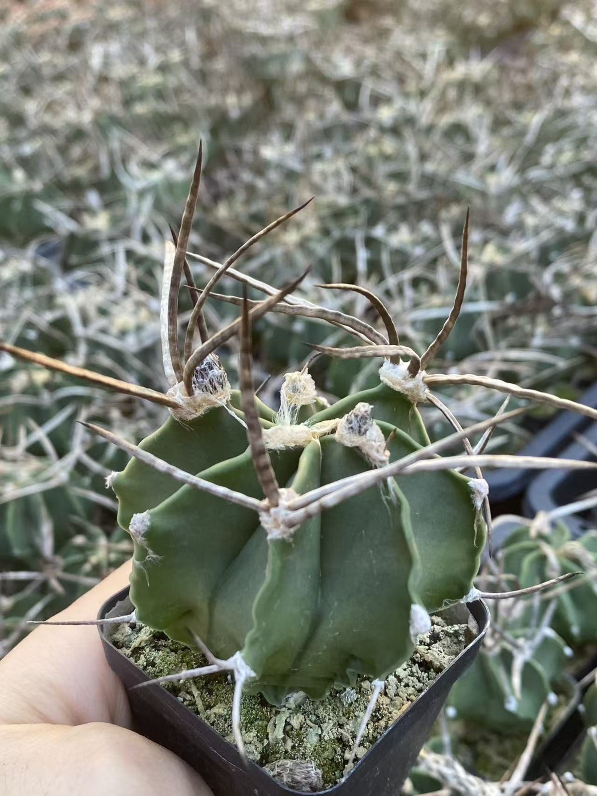 Astrophytum Capricorne Buffalo Suigyu cactus Plant seedgrowth 4-5CM