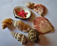 💖 Schöne Sammlung Muscheln, Schnecken , rezent (J236) 😊