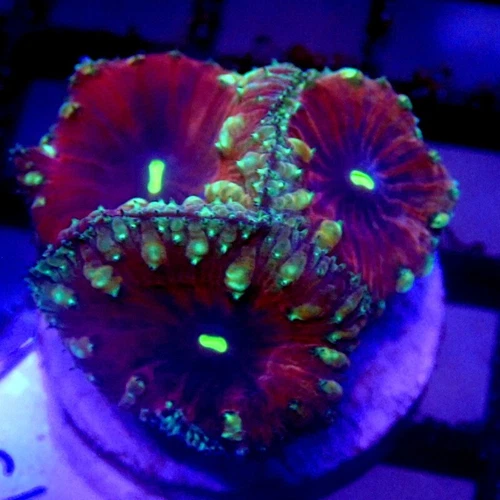Purple Blastomussa Frag WYSIWYG - Indigo Corals - IC 3673 - Blasto