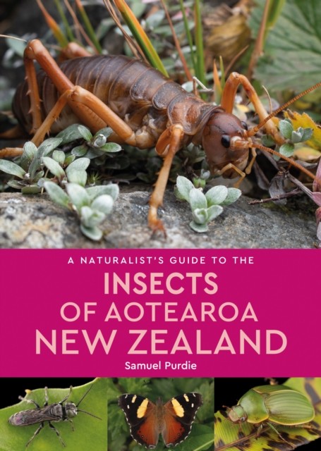 A Naturalist’s Guide to the Insects of Aotearoa New Zealand by Samuel Purdie - Image 3