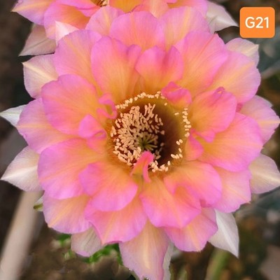 5cm Cactus Succulent Plant Echinopsis 'Schick Hybrids' flowering Plants G21