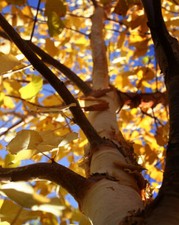 BETULA ALBA - BETULLA, OLTRE 100 SEMI SELEZIONATI