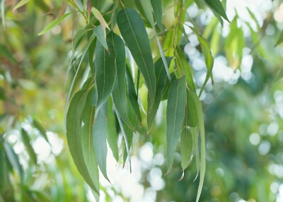 echter Eukalyptus Eucalyptus gamophylla Samen duftender Baum ca. 100 Samen