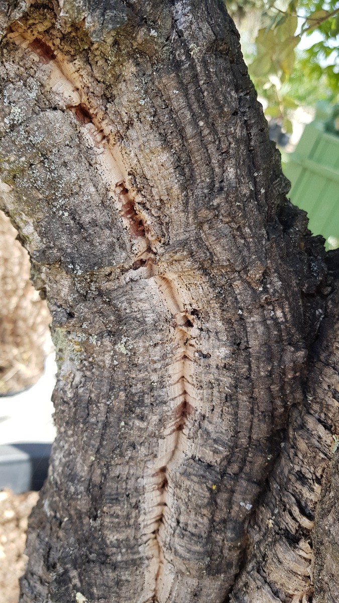 Chêne liège Quercus suber baliveau résistant à la sécheresse conteneur 5L