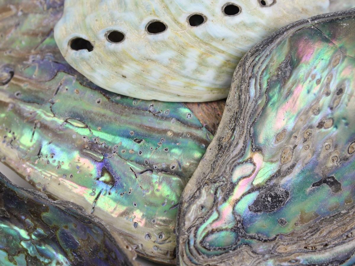 Paua Abalone Shell Pieces Satin: Extra-Large 1/4 lb (565Z-TPSXL-AS