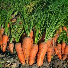Royal Chantenay French Carrot Seeds | NON-GMO | Heirloom | Fresh Vegetable Seeds