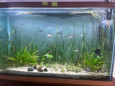 8 Jungle Val (Vallisneria spiralis) Live Aquarium Plants &ndash; Buy2Get1 free