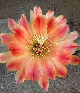 TRICHOCEREUS HÍBRIDO KA2021.56.39 Floración 16 cm