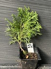 Globe Arborvitae — photo 1