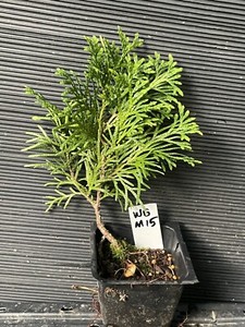 Globe Arborvitae