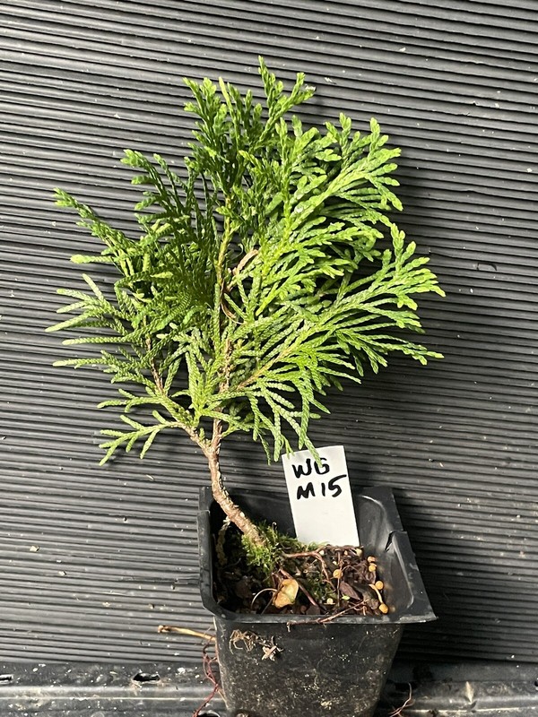 Globe Arborvitae
