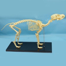 Veterinary Anatomy Dog Bone Skull Canine Skeleton Teaching Model W/ Display New