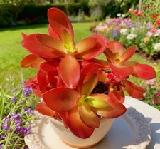 Crassula Capitella Campfire Succulents Plant Live, Bare root without soil pot,Ga