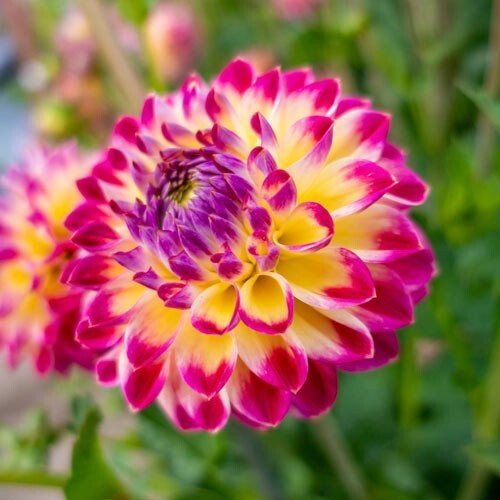 1 - HAPET DAYDREAM Decorative Dahlia Bulb Tuber Clump  * WONDERFUL PERENNIAL