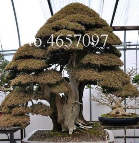 (10) BONSAI PINE TREE SEEDS rare exotic home garden mini dwarf USA SELLER TRACK - Picture 6 of 30