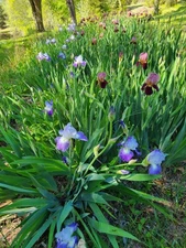 2 Light Purple Tall Bearded Iris Rhizome ~ Bulb ~ Reblooming Rhizomes 