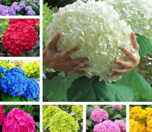 20 GRAINES D'HORTENSIA RARES EXOTIQUES pour parterres de fleurs de jardin arbuste de plantes VENDEUR USA USPS - Photo 1/25