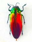 BELIONOTA TRICOLOR MALE A1 26MM+ BUPRESTIDAE BUPRESTIIDAE INDONESIA CERAM