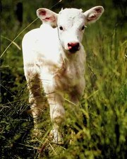 Baby Calf - Cute Cow Farm Animal Poster 9"x 12" Pig Pen