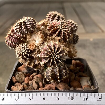 1092. Gymnocalycium friedrichii, LB 2178 AGUA DULCE  (grafted)