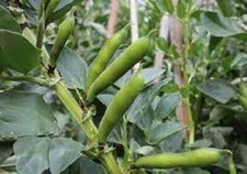 Semillas de frijol de fava Semillas de vegetales FRIJOLES ANCHOS Semillas de frijol de faba Semillas de frijol de caballo
