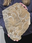 MUSEUM QUALITY! LARGE MULTI BRITTLE STAR FOSSIL PLATE, RARE PREHISTORIC STARFISH — photo 3