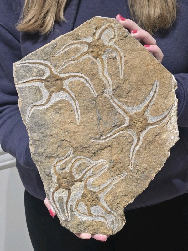HUGE! RARE MUSEUM QUALITY FOSSIL! "DANCING" BRITTLE STARS, PREHISTORIC STARFISH 