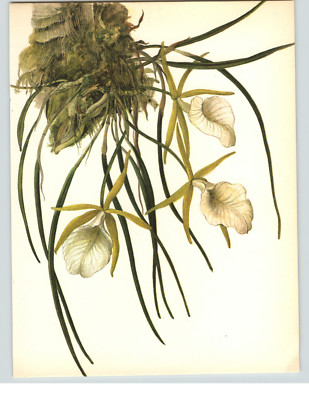 1972 Color Book Plate Framable Orchid Images Brassavola perrinii Gold & White