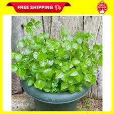 5000 Crab Claw - Rau Cang Cua - Herb Peperomia Pellucida Pansit Pansitan Shiny