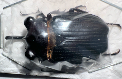 標本 Guatemala Pantodinus klugi 42mm RARE Pantodinus klugi 33.91mm