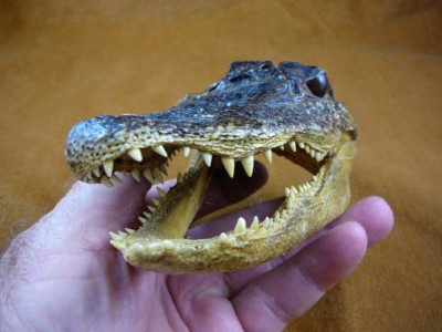 Gator Def (G-Def-198) 5-1/8