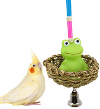 812 MAGIC FROG BIRD TOY parrot cage toys cages African gry amazon eclectus conur