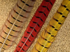 Nature's Spirit 2 DYED RINGNECK PHEASANT TAIL FEATHERS Fly Tying