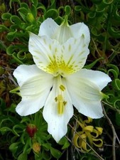 Preety Imported Double Alstroemeria White  Green Flower Bulbs Pack Of 2 Bulbs