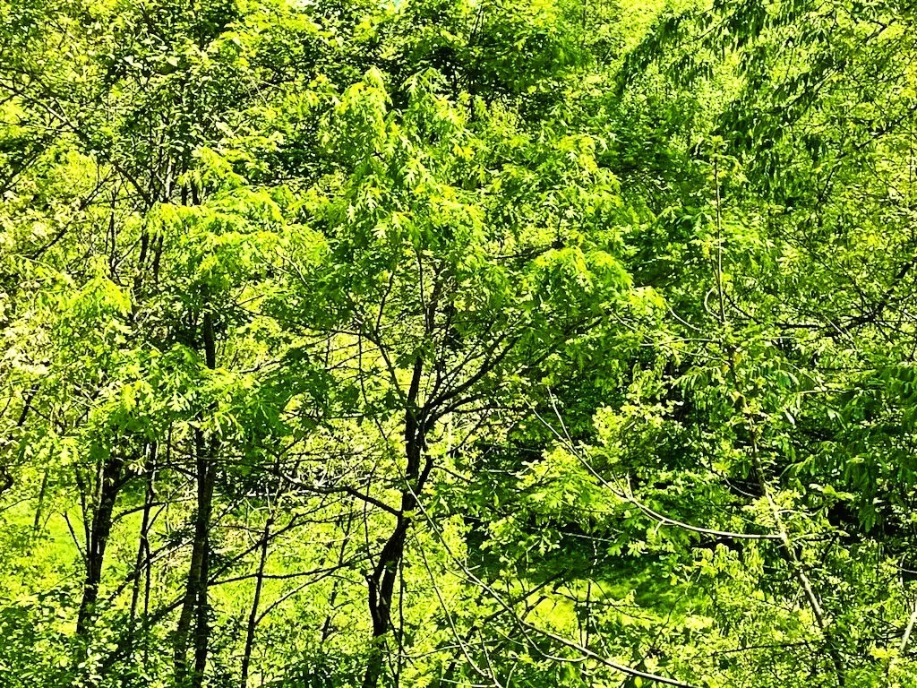 49 Acres of Land for Sale in Royalton, Kentucky [Owner Financing Available] eBay