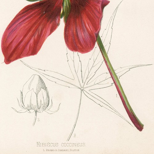 1878 Prang Native Flowers & Ferns, Sweet Stone Chromolithograph, Pl. 1 HIBISCUS - Picture 3 of 5