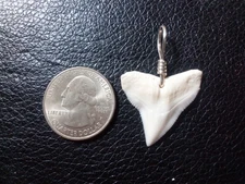 Extra Large Bull Shark Tooth Pendant With Jewelers Silver Wire Hand Wrap