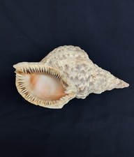 Seashell Natural Conch Triton Trumpet Rare Aquarium Home Decor 10"Long Large