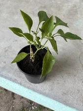 Bell Pepper Flowering Tree 6”Pot