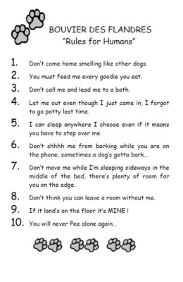 Bouvier des Flandres ''Rules for Humans'' - CUSTOM MATTED - Dog Art Print : GIFT