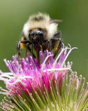 40+ BURDOCK LAPPA Flower Herb Seeds Comes back every year