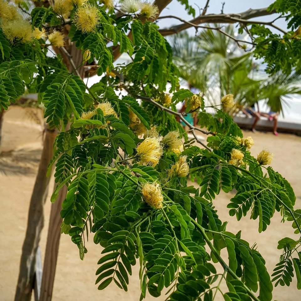 RARE LIVE PLANT 3ft Pithecellobium Tortum Brazilian Raintree for bonsai ...