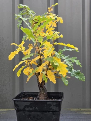 Double OAK BONSAI Starters FREE EXPRESS POST🍂 - image 1 of 4