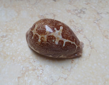 F Cypraea mappa rosea sea shell singularis WOW great pattern rare GEM F++++72 mm