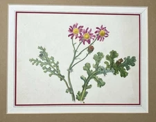 Watercolour Flowers Circa 1830-35